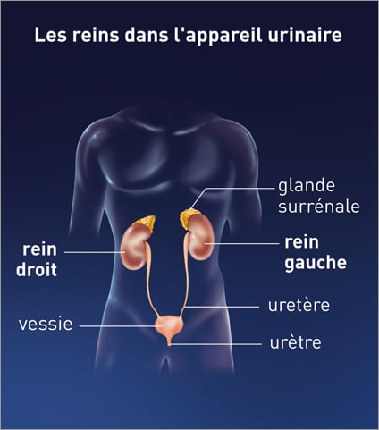 illustration du système rénal